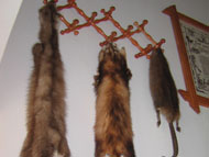 Penzion